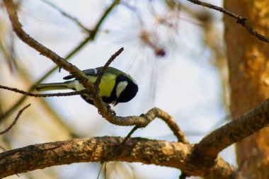 A bird, a tit, sits on a pine branch on a sunny spring day. Good photo for a good mood.