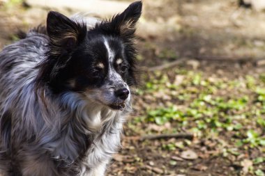 Evsiz köpek, beyaz süslemeli, arka planda yeşil çimenler, güneşli bir bahar gününde.