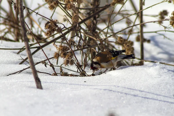 Pequeno Pássaro Colorido Busca Comida Fundo Neve Branca Grama Seca — Fotografia de Stock