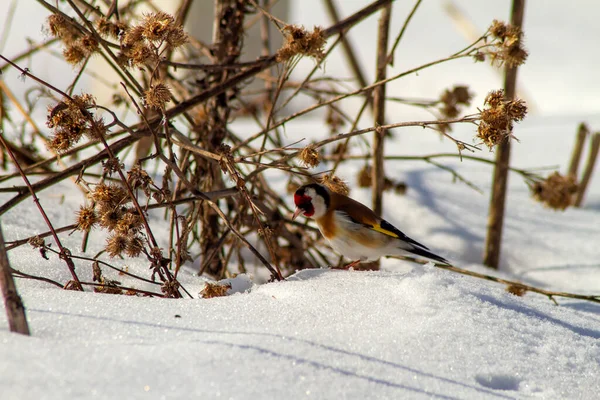 Pequeno Pássaro Colorido Busca Comida Fundo Neve Branca Grama Seca — Fotografia de Stock