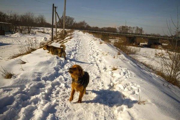 Yard Homeless Dog Red Black Running Dam Covered Snow — Stock Photo, Image