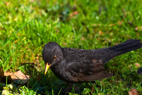 Black Bird Yellow Beak Close Background Green Young Grass Spring — Stock Photo, Image