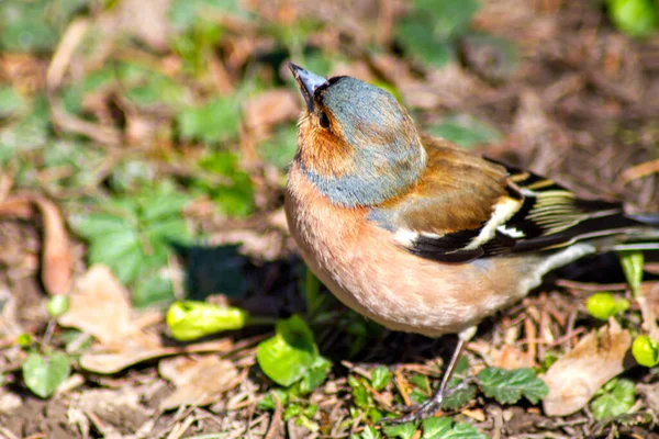 褐色的鸟 头上有蓝色的羽毛 靠近一点 唱着春天的歌 背景是干枯的树叶和青绿的青草 — 图库照片