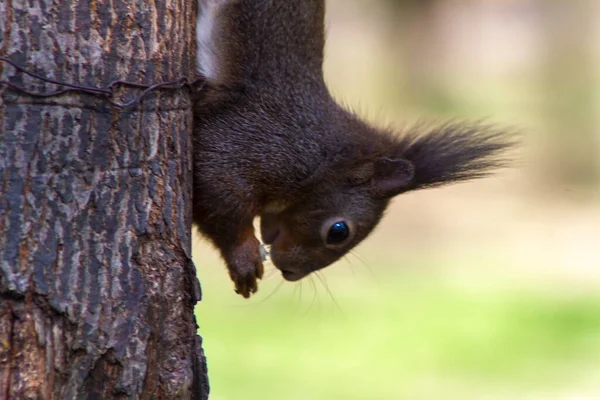 Red Squirrel Sitting Tree Trunk Close Moving His Paws Beautiful — Stock Photo, Image