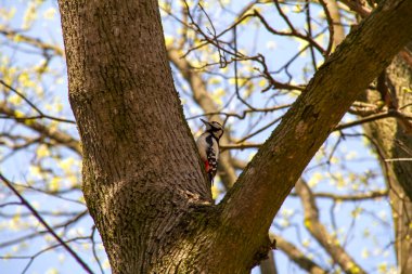 Küçük bir kuş, bir ağaçkakan, bir ağaca oturur ve kabuklarından yiyecek toplar..
