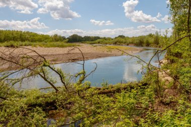 Doğanın kestiği ıhlamur ağacı nehrin kıyısında ve üzerinde aynı yeşil yapraklar bulunur..