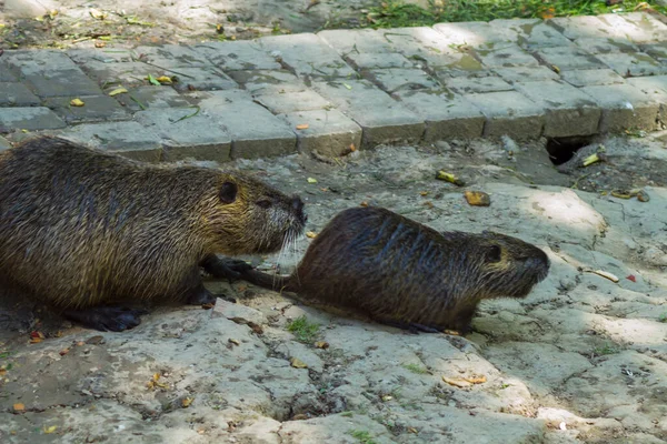 ナトリアは晴れた夏の日に食べ物を求めてダムに沿って実行されます 野生動物の美しい写真 — ストック写真