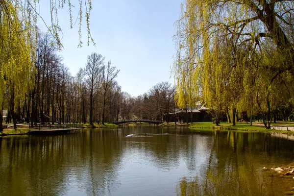 在一个阳光明媚的春日 公园里的湖面 一棵柳树倚在水面上 绿叶刚刚开始在上面出现 — 图库照片