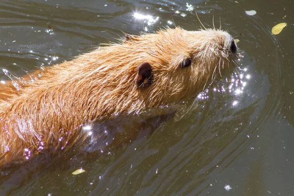 晴れた夏の日に食べ物を求めて水の中を泳ぐナトリア 野生動物の美しい写真 — ストック写真