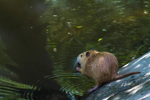 ナトリアは晴れた夏の日にダムの上に座っています 野生動物の美しい写真 — ストック写真