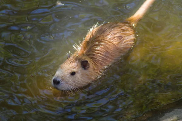 Nutria Plave Vodě Hledá Potravu Slunečného Letního Dne Krásná Fotografie — Stock fotografie