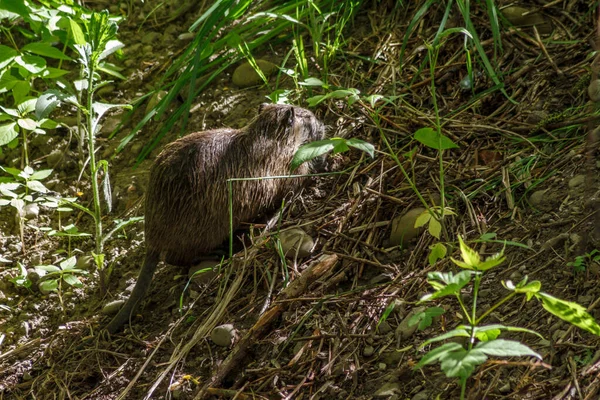 ナトリアは晴れた夏の日に食べ物を求めてダムに沿って実行されます 野生動物の美しい写真 — ストック写真
