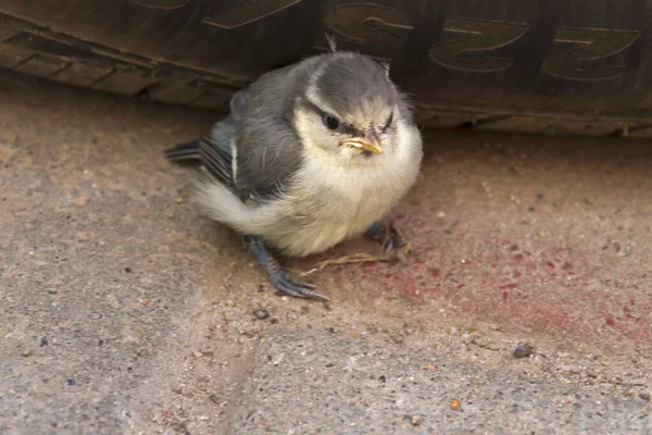 Ein Kleiner Grauer Vogel Sitzt Steuer Eines Autos Graue Tussi — Stockfoto