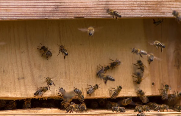 Different Bees Climb Out Climb Gap Hive Also Drones Bees — Stock Photo, Image