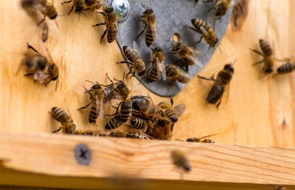Different bees climb out and climb into the gap of the hive. There are also drones and bees that collect honey.