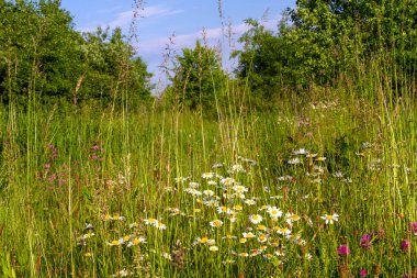 Yeşil uzun otların arasında beyaz papatyalar, açık yaz güneşiyle aydınlanan orman ve mavi gökyüzü. Çeşitli cihazların duvar kâğıtları için olumlu bir hava yaratan harika fotoğraflar.