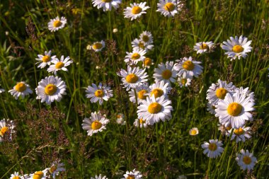 Yeşil uzun otların arasında beyaz papatyalar, parlak yaz güneşi tarafından aydınlatılıyor. Çeşitli cihazların duvar kâğıtları için olumlu bir hava yaratan harika fotoğraflar.