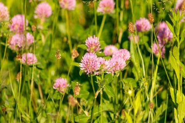 Parlak yaz güneşi tarafından aydınlatılmış yeşil uzun otların arasında pembe yonca kır çiçeği. Çeşitli cihazların duvar kâğıtları için olumlu bir hava yaratan harika fotoğraflar.