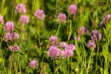 Parlak yaz güneşi tarafından aydınlatılmış yeşil uzun otların arasında pembe yonca kır çiçeği. Çeşitli cihazların duvar kâğıtları için olumlu bir hava yaratan harika fotoğraflar.