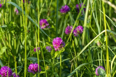 Parlak yaz güneşi tarafından aydınlatılmış yeşil uzun otların arasında pembe yonca kır çiçeği. Çeşitli cihazların duvar kâğıtları için olumlu bir hava yaratan harika fotoğraflar.