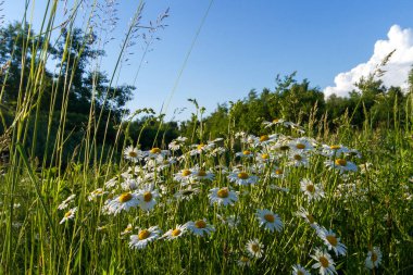 Yeşil uzun otların arasında beyaz papatyalar, açık yaz güneşiyle aydınlanan orman ve mavi gökyüzü. Çeşitli cihazların duvar kâğıtları için olumlu bir hava yaratan harika fotoğraflar.