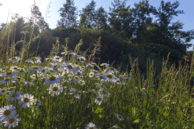 Yeşil uzun otların arasında beyaz papatyalar, açık yaz güneşiyle aydınlanan orman ve mavi gökyüzü. Çeşitli cihazların duvar kâğıtları için olumlu bir hava yaratan harika fotoğraflar.