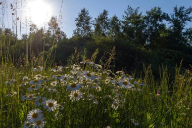 Yeşil uzun otların arasında beyaz papatyalar, açık yaz güneşiyle aydınlanan orman ve mavi gökyüzü. Çeşitli cihazların duvar kâğıtları için olumlu bir hava yaratan harika fotoğraflar.