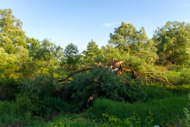 Ormandaki yaşlı bir ağacı kalın yeşil çimlerin arasına gömdüm. Çeşitli cihazların duvar kâğıtları için olumlu bir hava yaratan harika fotoğraflar.