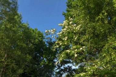 Yaprak döken ağaçlar, parlak yaz güneşinde yeşil yapraklar parıldıyor. Çeşitli cihazların duvar kâğıtları için olumlu bir hava yaratan harika fotoğraflar.