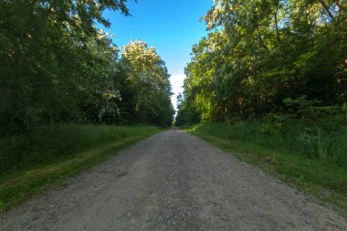 Yazın orman toprak yolu, yol kenarları, yeşil ağaçlar, çimenler ve çeşitli çiçekler. Çeşitli cihazların duvar kâğıtları için olumlu bir hava yaratan harika fotoğraflar.