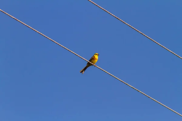 Pequeno Pássaro Com Peito Amarelo Senta Arame Contexto Céu Claro — Fotografia de Stock