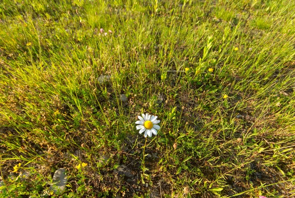 明るい夏の太陽に照らされた緑の背の高い草の間の白いデイジー 様々なガジェットの壁紙のための肯定的な気分を作成する素晴らしい写真 — ストック写真