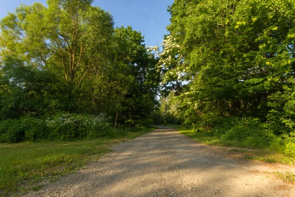 Estrada Terra Floresta Verão Nas Estradas Árvores Verdes Grama Várias — Fotografia de Stock