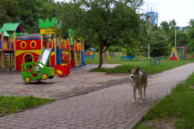 Evsiz bir köpek oyun parkının yanındaki asfalt yolda yürüyor ve etrafa bakıyor, sanki bir şey ya da birini arıyormuş gibi..