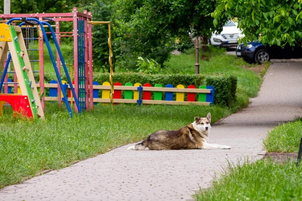 Stray Dog Lies Paved Path Playground Looks Pigeon Goes Him — Stock Photo, Image