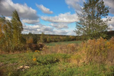 Yaprak döken ağaçların sarı ve turuncu tonlarında sonbahar yapraklarını sergilediği eski bir ormanın olduğu sonbahar sahnesi. Çimenli ön plan, daha uzun yabani bitkiler.