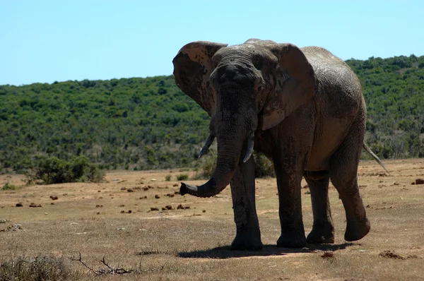 Divoký slon africký — Stock fotografie