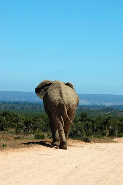 Afrikanischer Elefant — Stockfoto