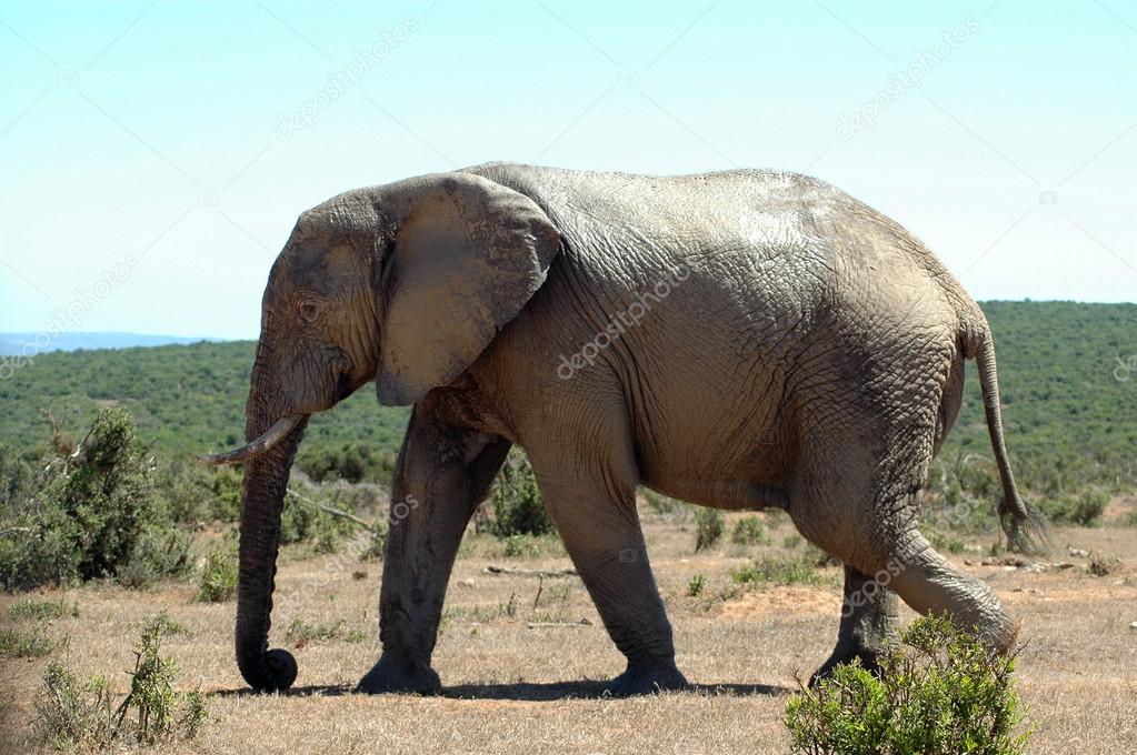 African wild elephant