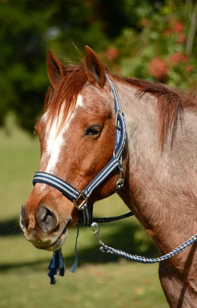 Ritratto di pony — Foto Stock