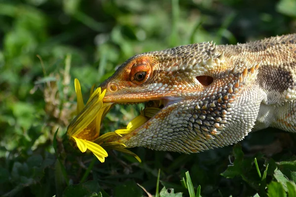 Australischer Bartagame — Stockfoto