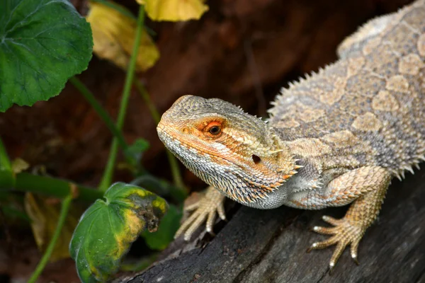 Drago barbuto australiano — Foto Stock