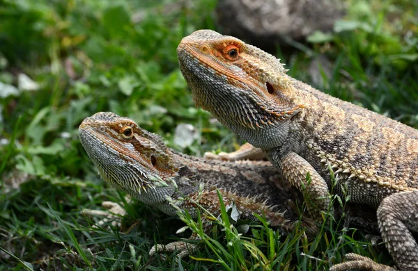 Dragões barbudos australianos — Fotografia de Stock