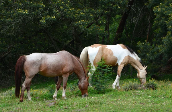 Caballos pastando — Foto de Stock