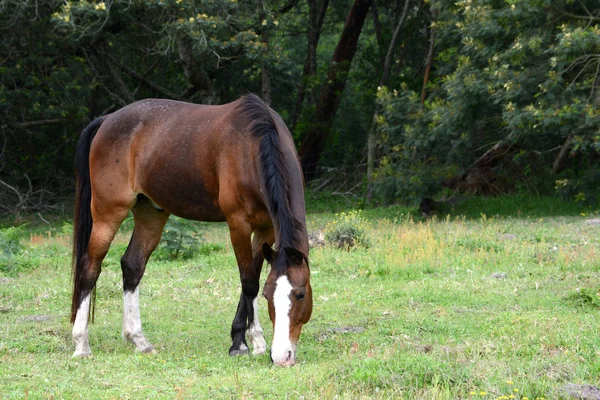 Horse grazing — Stock Photo, Image