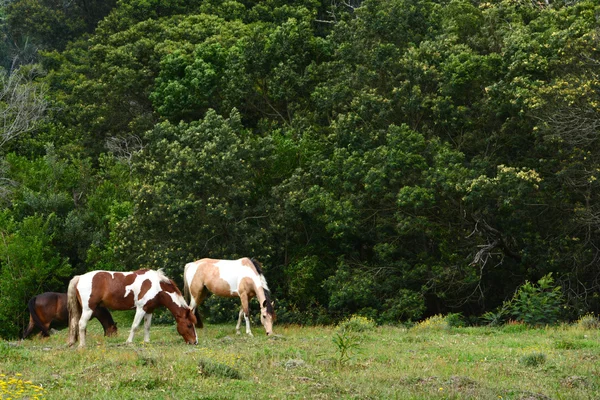 Grazende paarden — Stockfoto