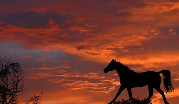 Salida del sol con ilustración de caballo —  Fotos de Stock