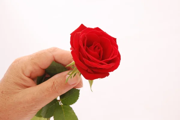 Mano con rosa rossa — Foto Stock