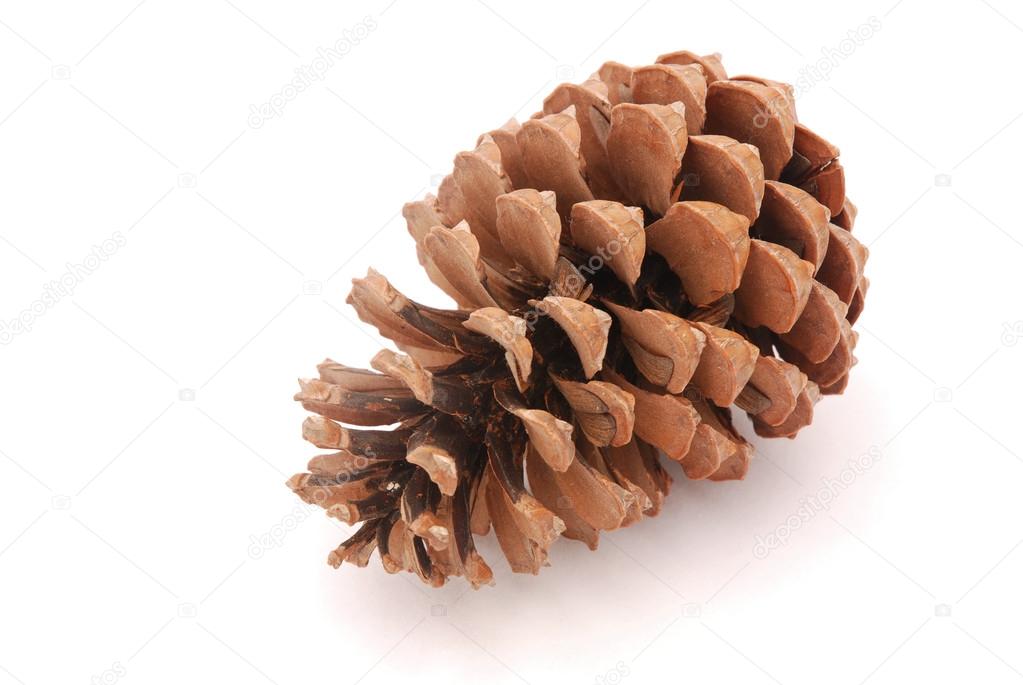 Cedar pine cone