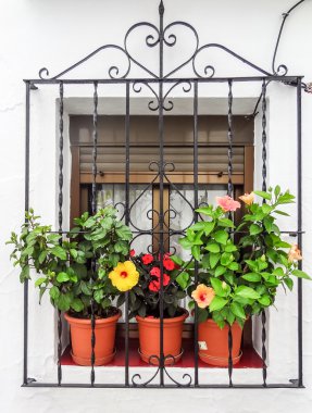 Frowerpots penceresiyle